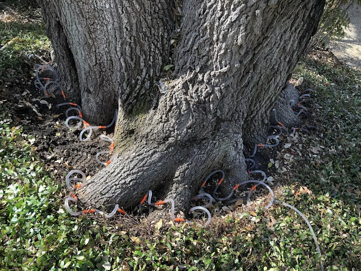 Detailed Tree Cabling and Bracing job site in Saint Paul