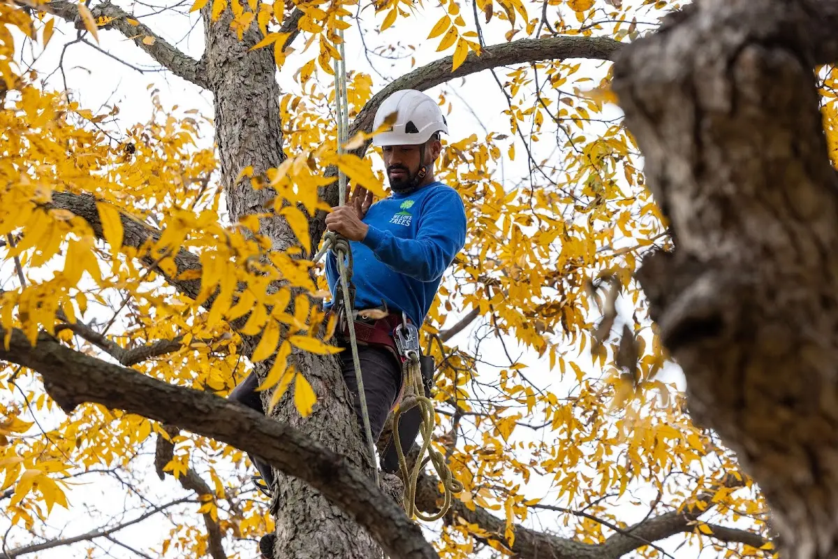 Skilled Tree Pruning crew working in Saint Paul